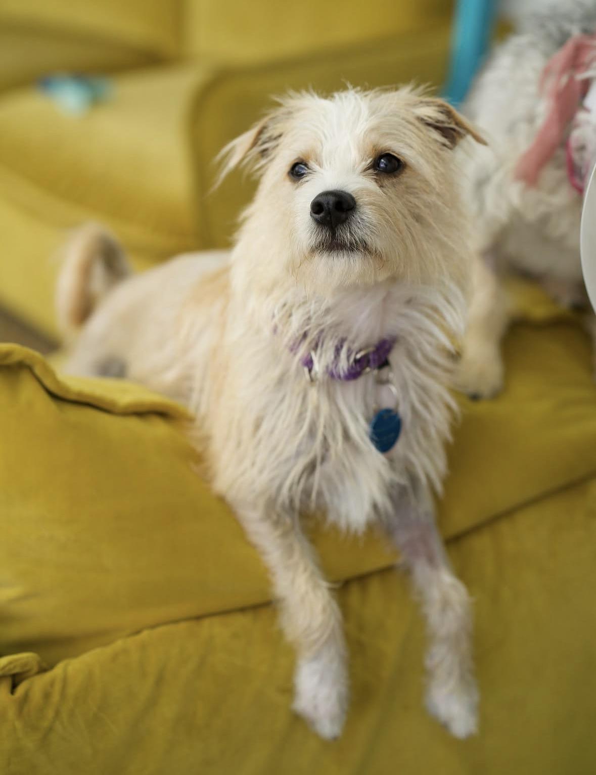 Enlarge Samantha, a Adoptable mixed breed in Pasadena, CA image 3/5