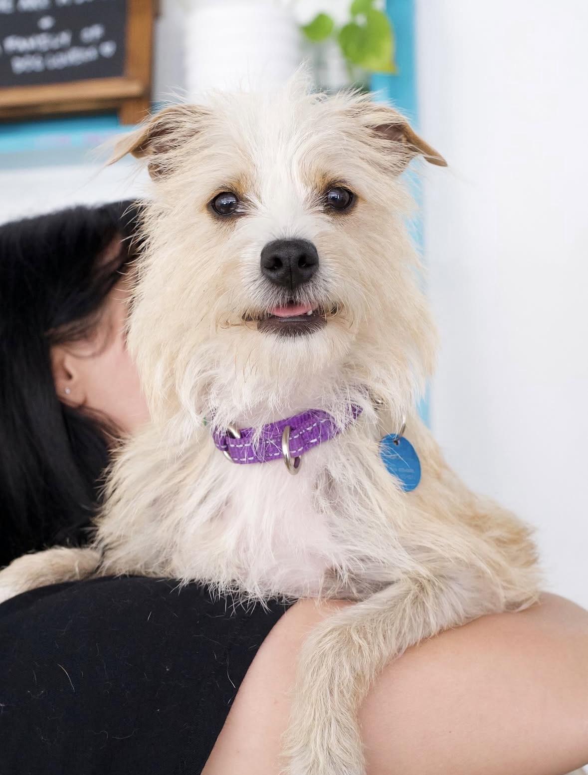 Samantha, Adoptable, Adult Female Terrier.