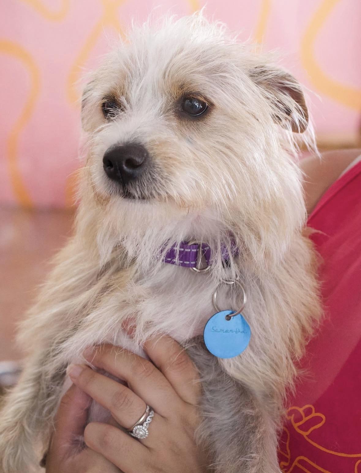 Enlarge Samantha, a Adoptable mixed breed in Pasadena, CA image 5/5