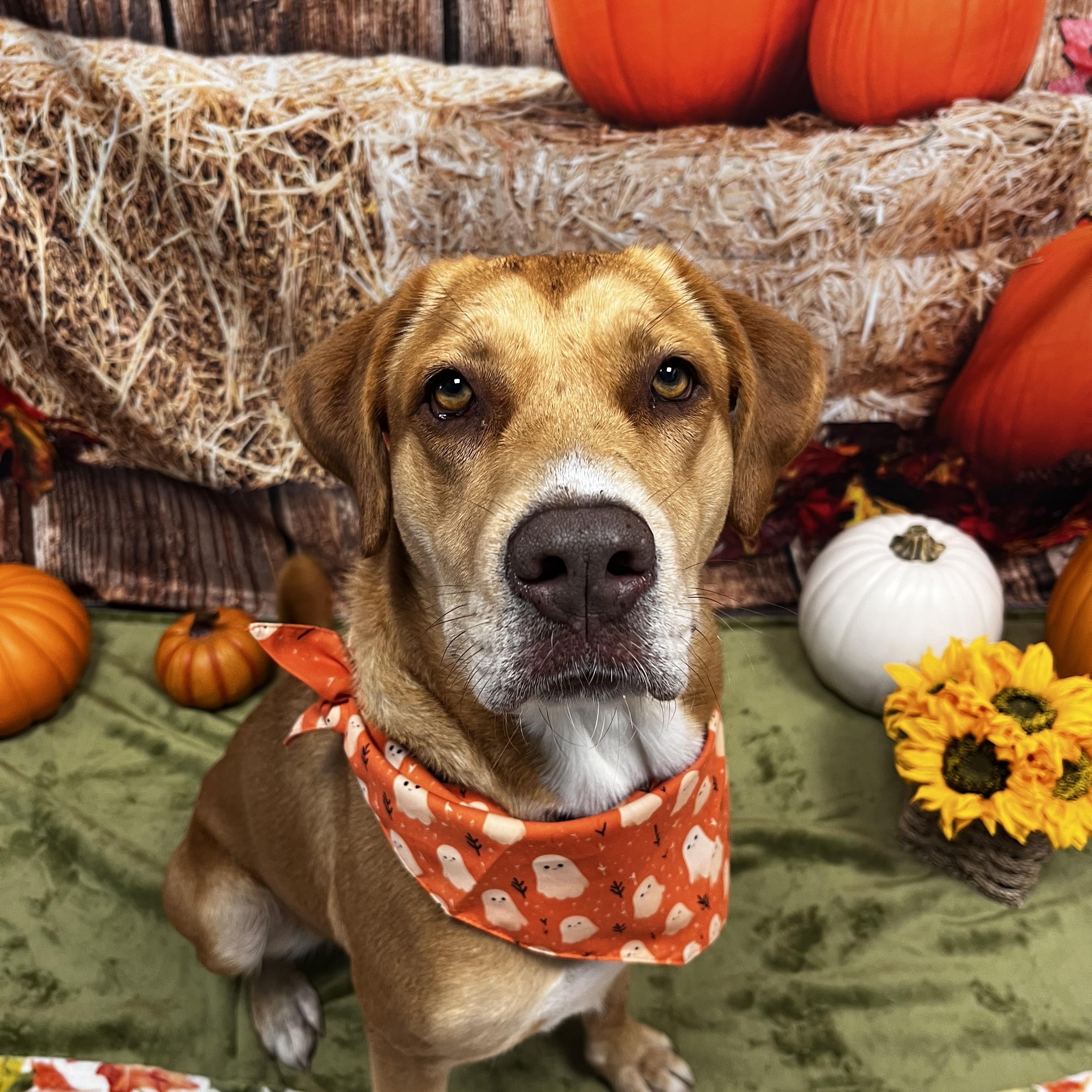 Sadie, a Adoptable mixed breed in Cumberland, RI image 2/5