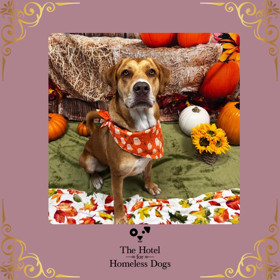 Sadie, Adoptable, Adult Female Labrador Retriever & Hound.
