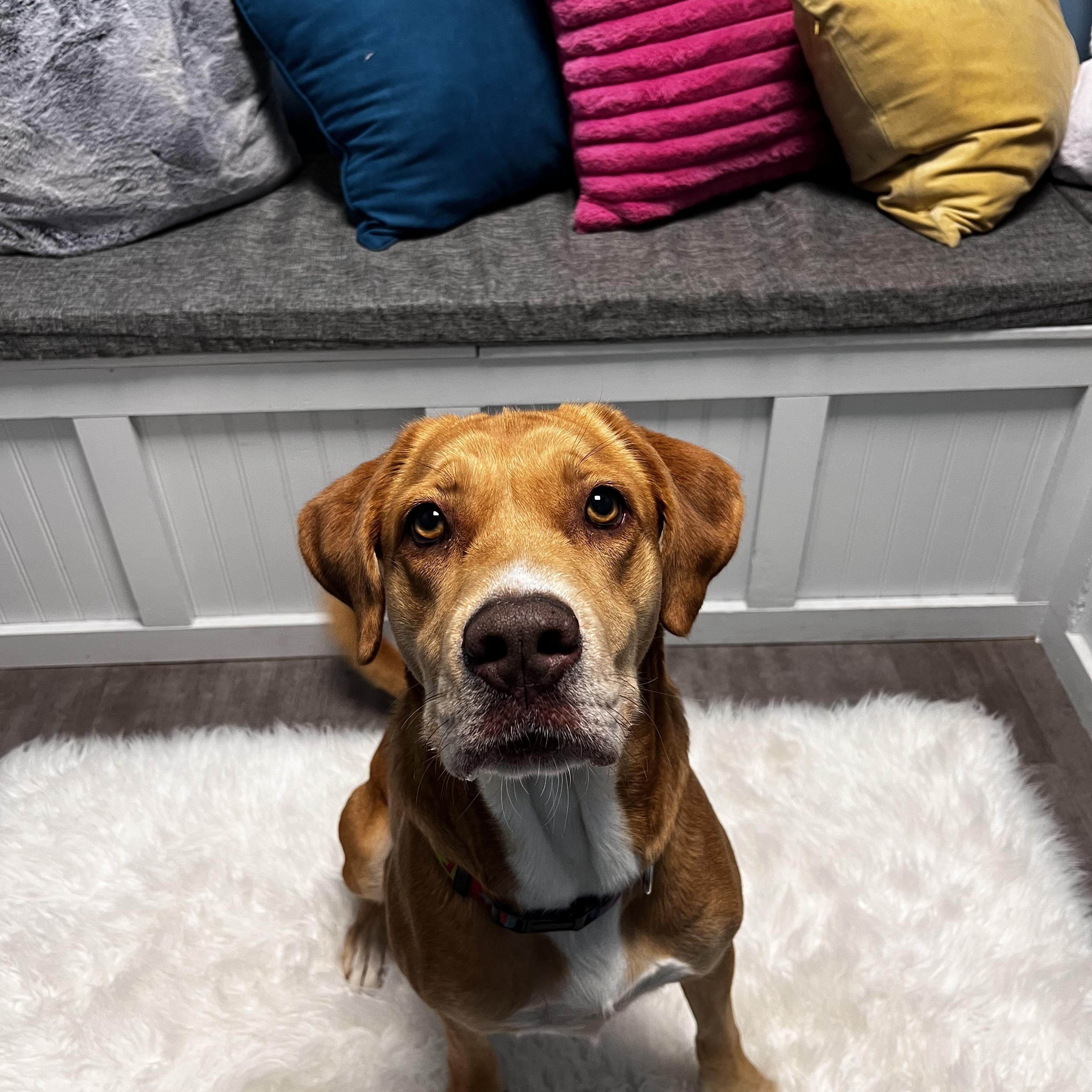 Sadie, a Adoptable mixed breed in Cumberland, RI image 5/5