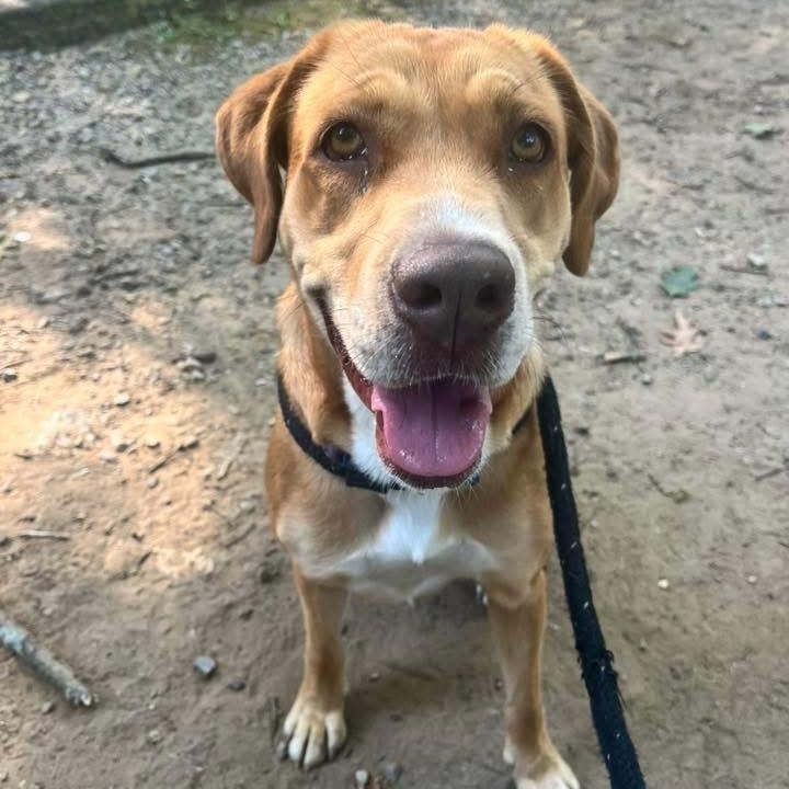 Sadie, a Adoptable mixed breed in Cumberland, RI image 4/5