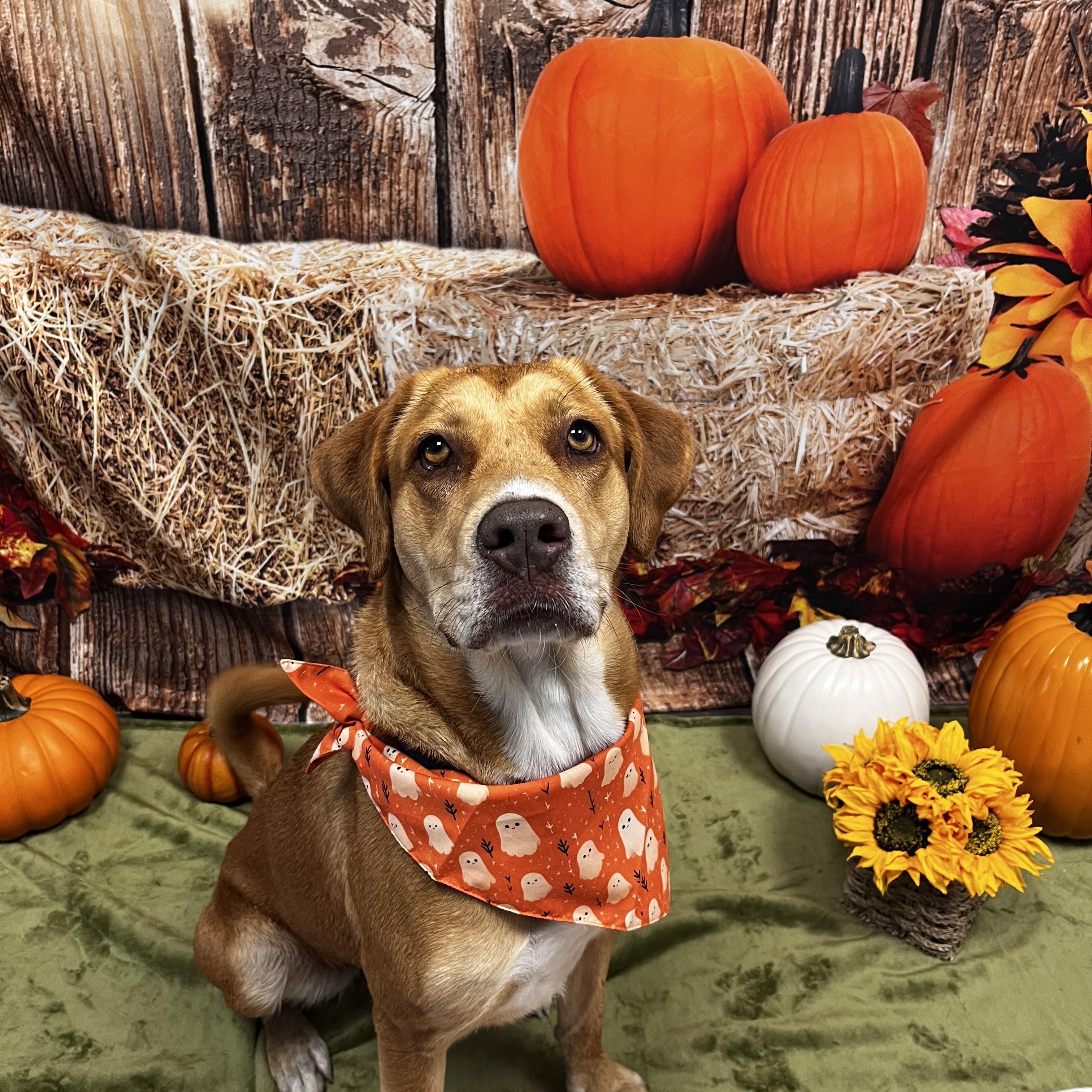 Sadie, a Adoptable mixed breed in Cumberland, RI image 3/5