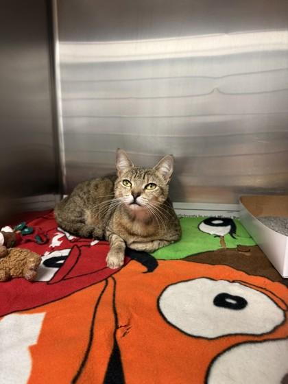 River, Adoptable, Young Female Domestic Short Hair & Domestic Short Hair.