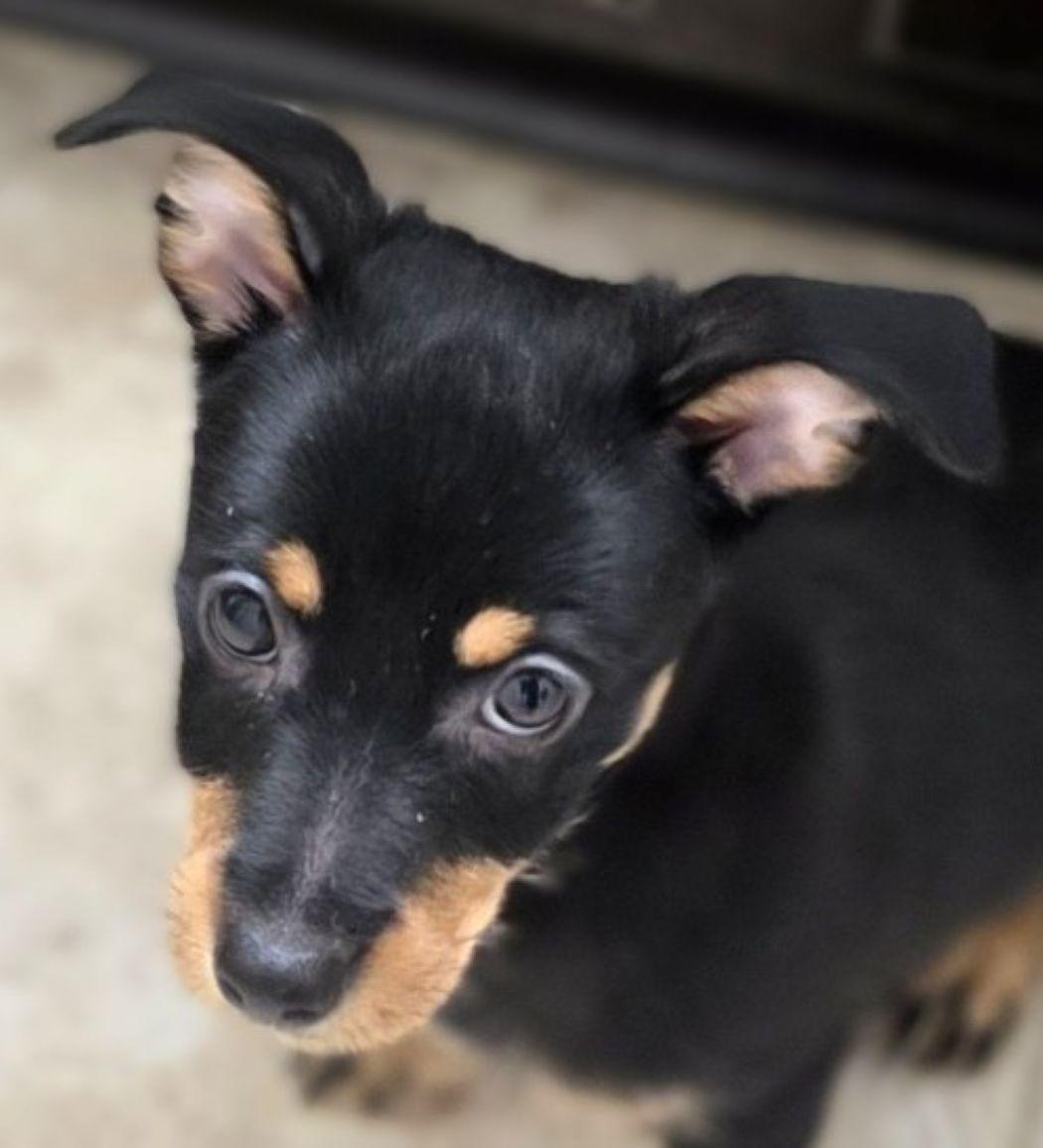 Enlarge Bottle Rocket, a Adoptable mixed breed in Savannah, GA image 2/3