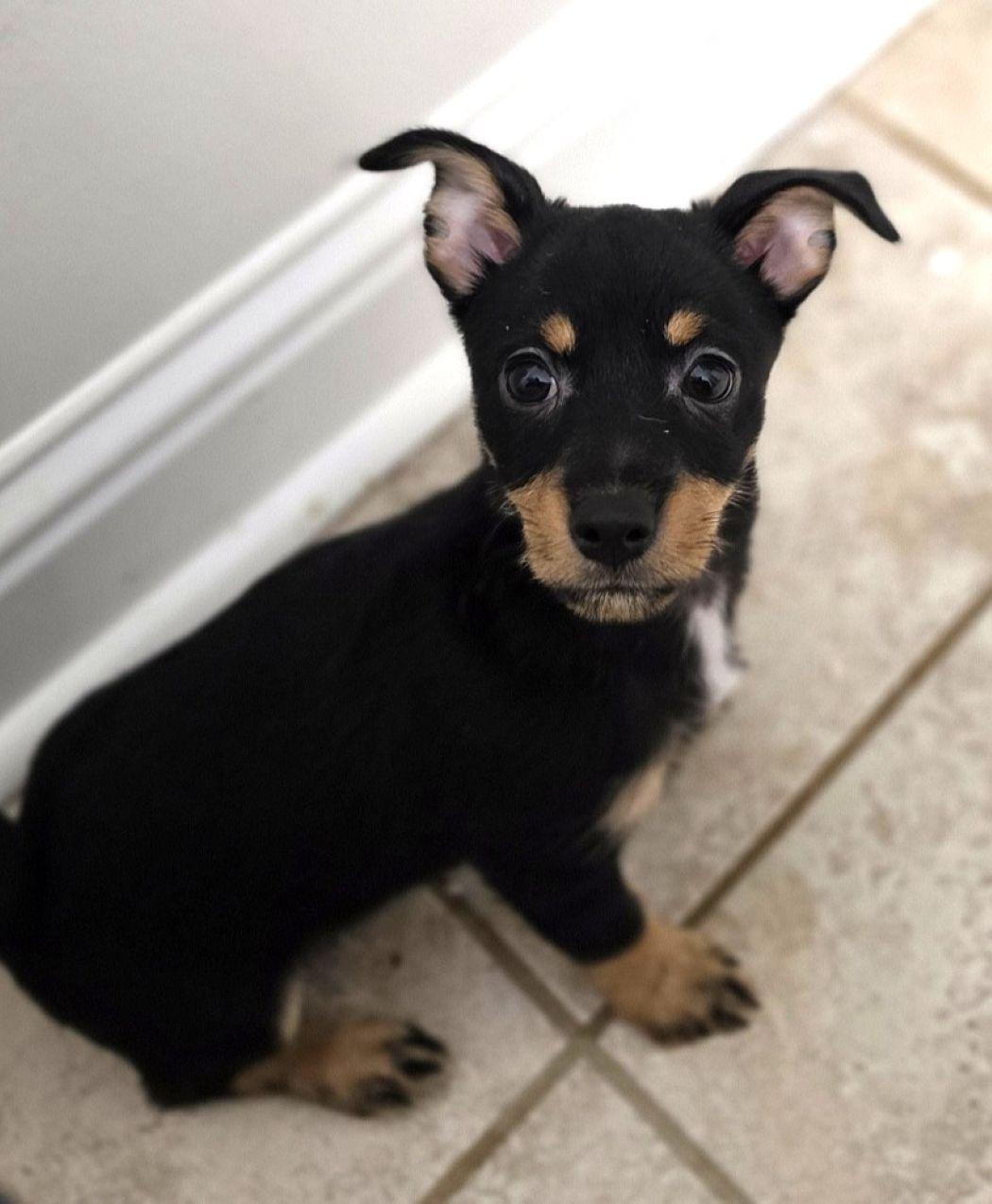 Enlarge Bottle Rocket, a Adoptable mixed breed in Savannah, GA image 3/3