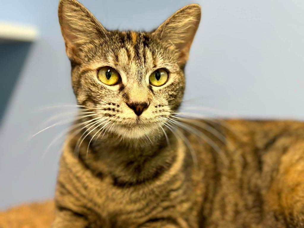 Spirit / Sage, a Adoptable mixed breed in Sebastian, FL image 1/5