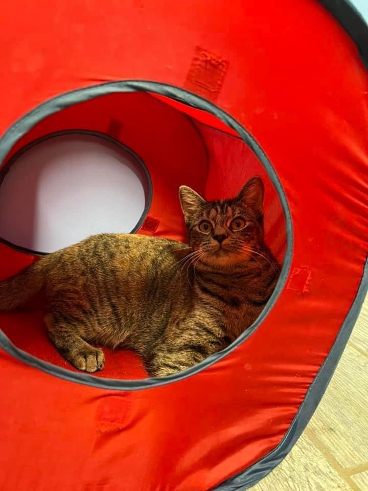 Spirit / Sage, Adoptable, Adult Female Domestic Short Hair.