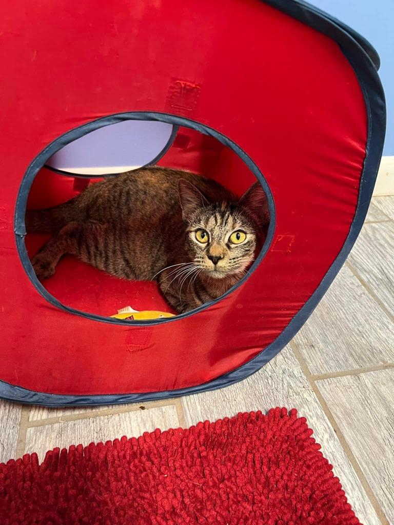 Enlarge Spirit, a Adoptable mixed breed in Sebastian, FL image 5/5