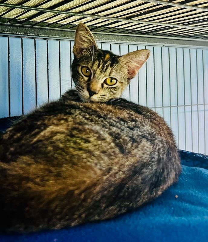 Spirit / Sage, a Adoptable mixed breed in Sebastian, FL image 2/5