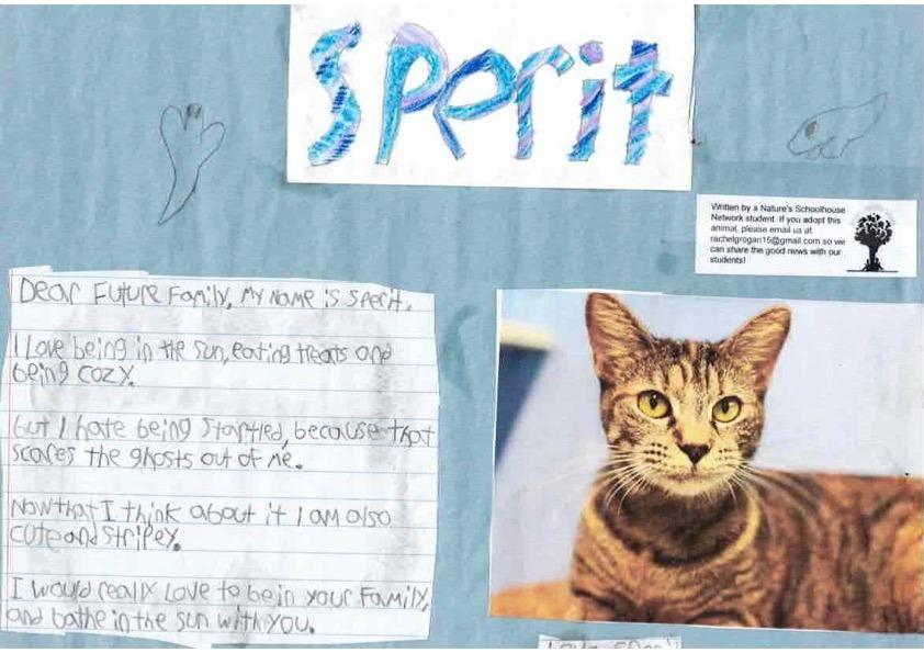 Spirit / Sage, a Adoptable mixed breed in Sebastian, FL image 5/5