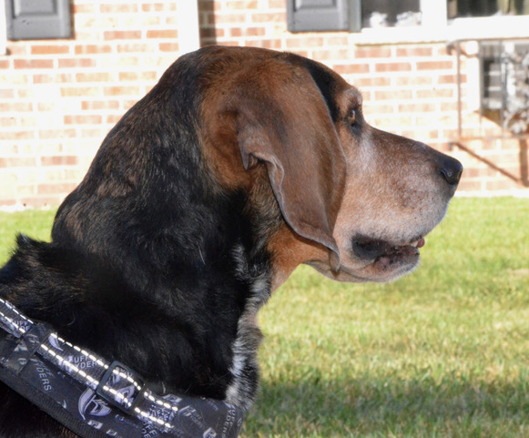 Enlarge Stanley, a Adopted Beagle in Columbus, WI image 1/5