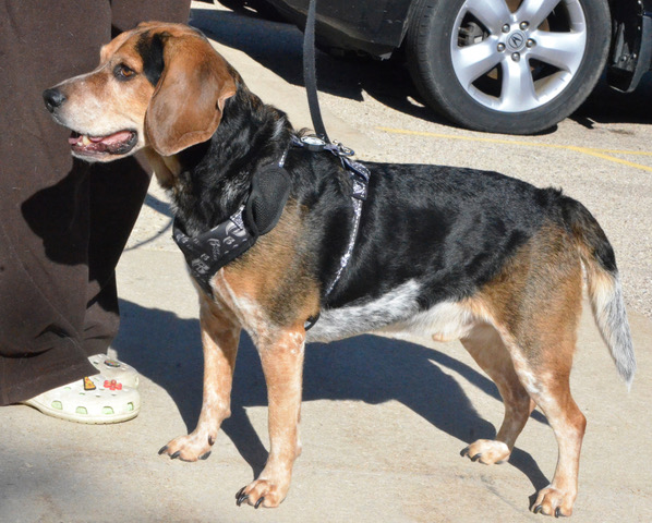 Stanley, Adopted, Adult Male Beagle.