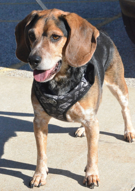 Enlarge Stanley, a Adopted Beagle in Columbus, WI image 3/5