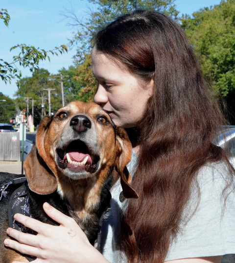 Enlarge Stanley, a Adopted Beagle in Columbus, WI image 4/5