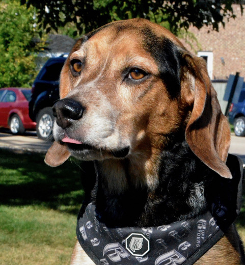 Enlarge Stanley, a Adopted Beagle in Columbus, WI image 5/5