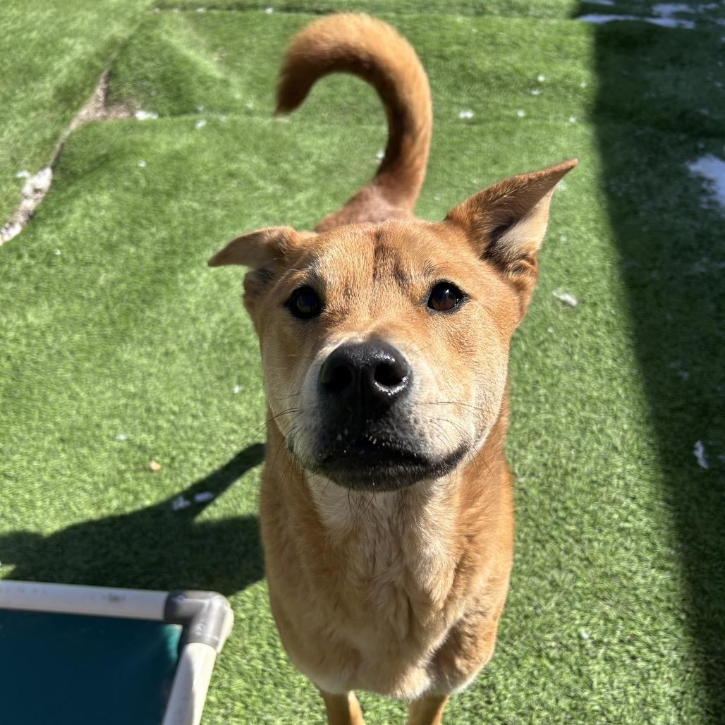 Enlarge Turbo, a Adoptable mixed breed in Flagstaff, AZ image 1/6