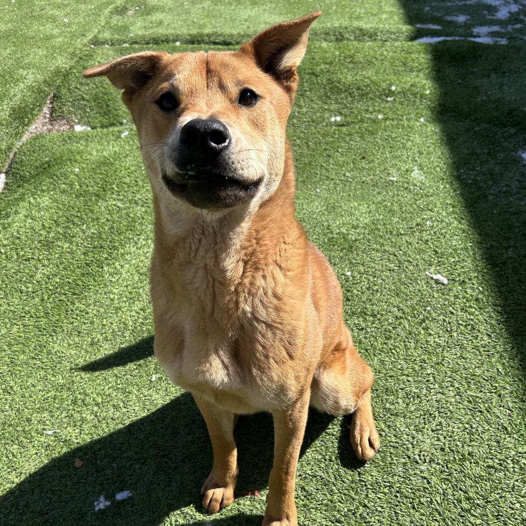 Enlarge Turbo, a Adoptable mixed breed in Flagstaff, AZ image 2/6