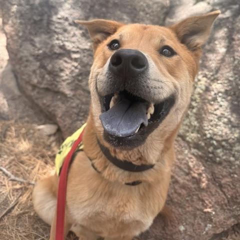 Turbo - in foster!, a Adoptable mixed breed in Flagstaff, AZ image 3/6