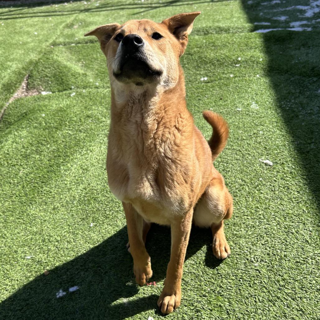 Enlarge Turbo, a Adoptable mixed breed in Flagstaff, AZ image 3/6