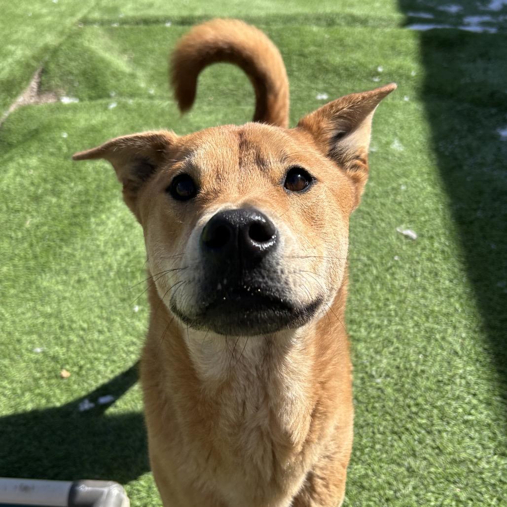 Enlarge Turbo, a Adoptable mixed breed in Flagstaff, AZ image 4/6