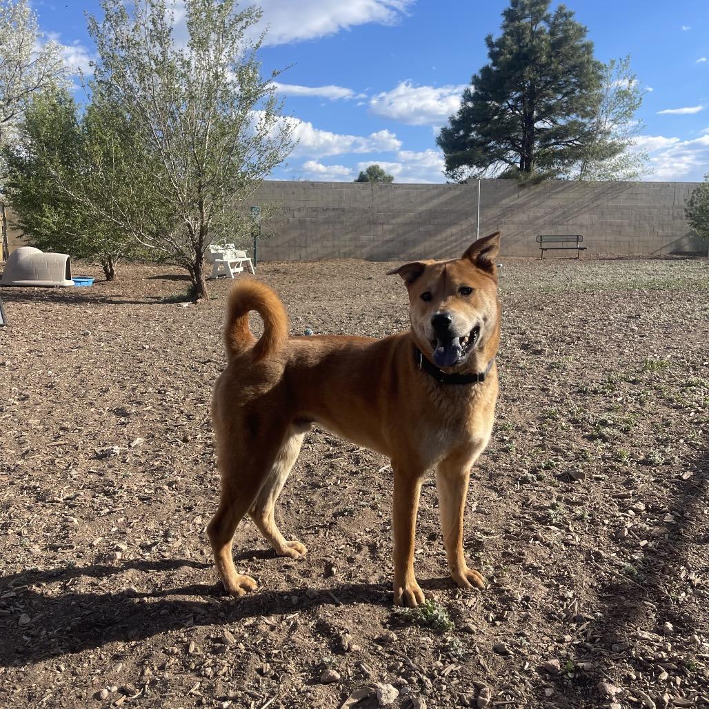 Turbo, a Adoptable mixed breed in Flagstaff, AZ image 5/6