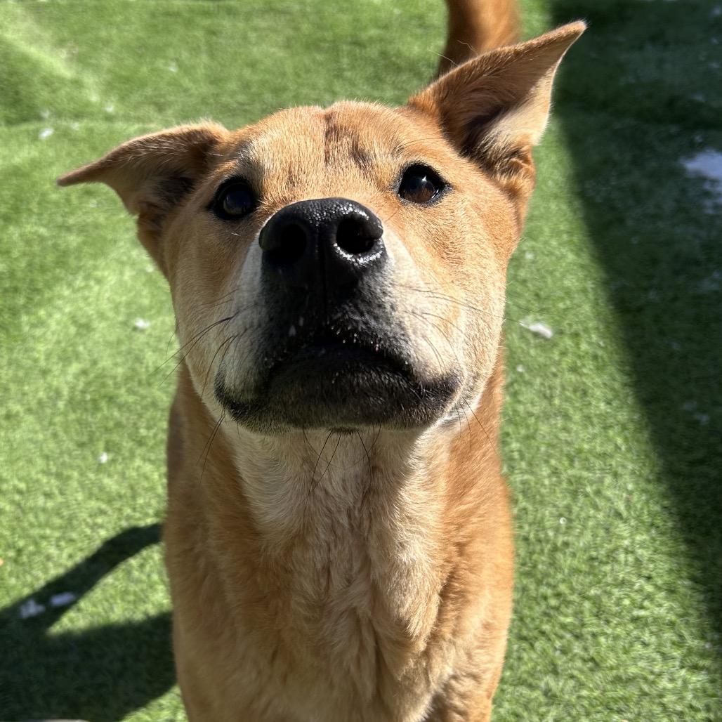 Enlarge Turbo, a Adoptable mixed breed in Flagstaff, AZ image 5/6