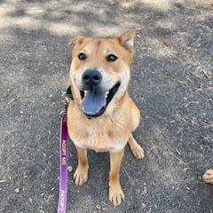 Enlarge Turbo, a Adoptable mixed breed in Flagstaff, AZ image 6/6