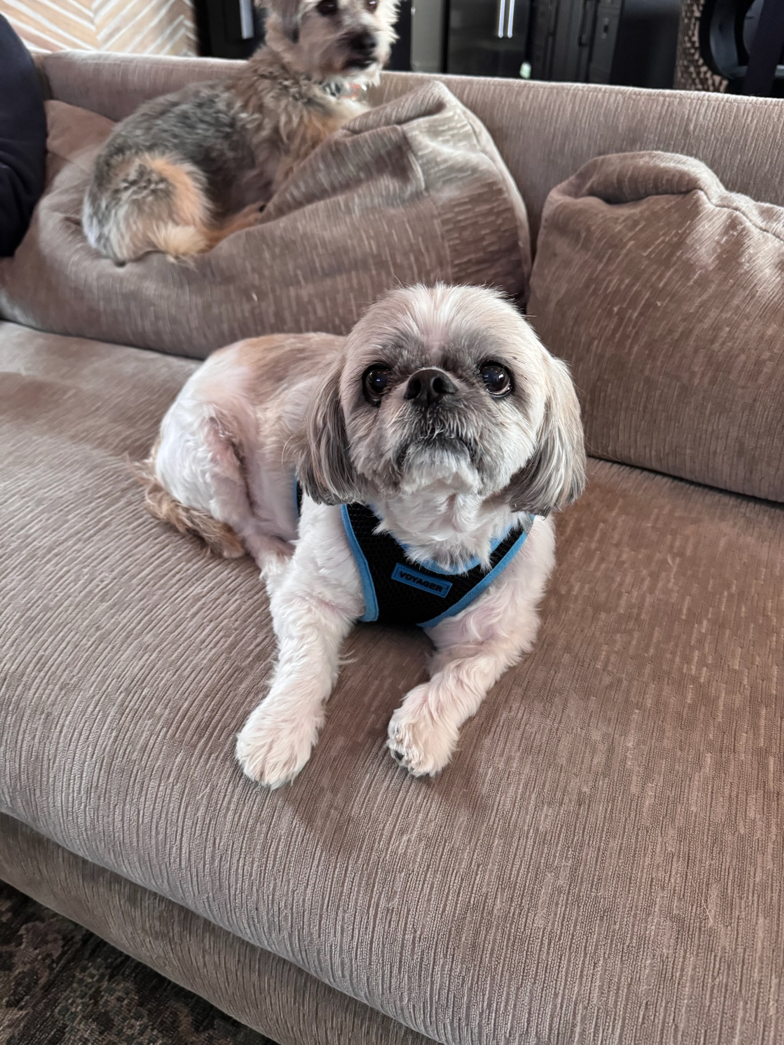 Enlarge Lulu and Gizmo, a Adoptable mixed breed in Sagaponack, NY image 4/6