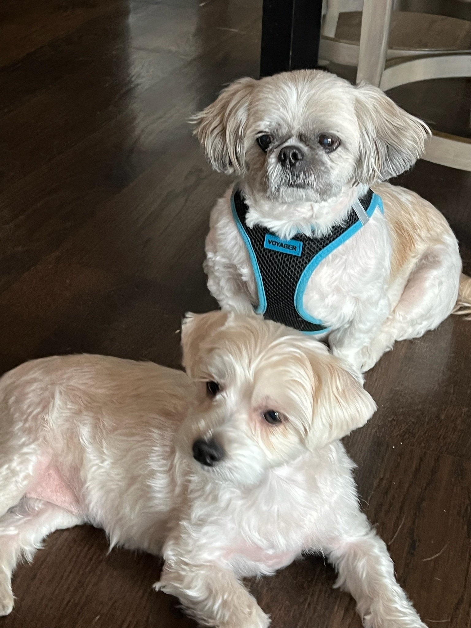 Lulu and Gizmo