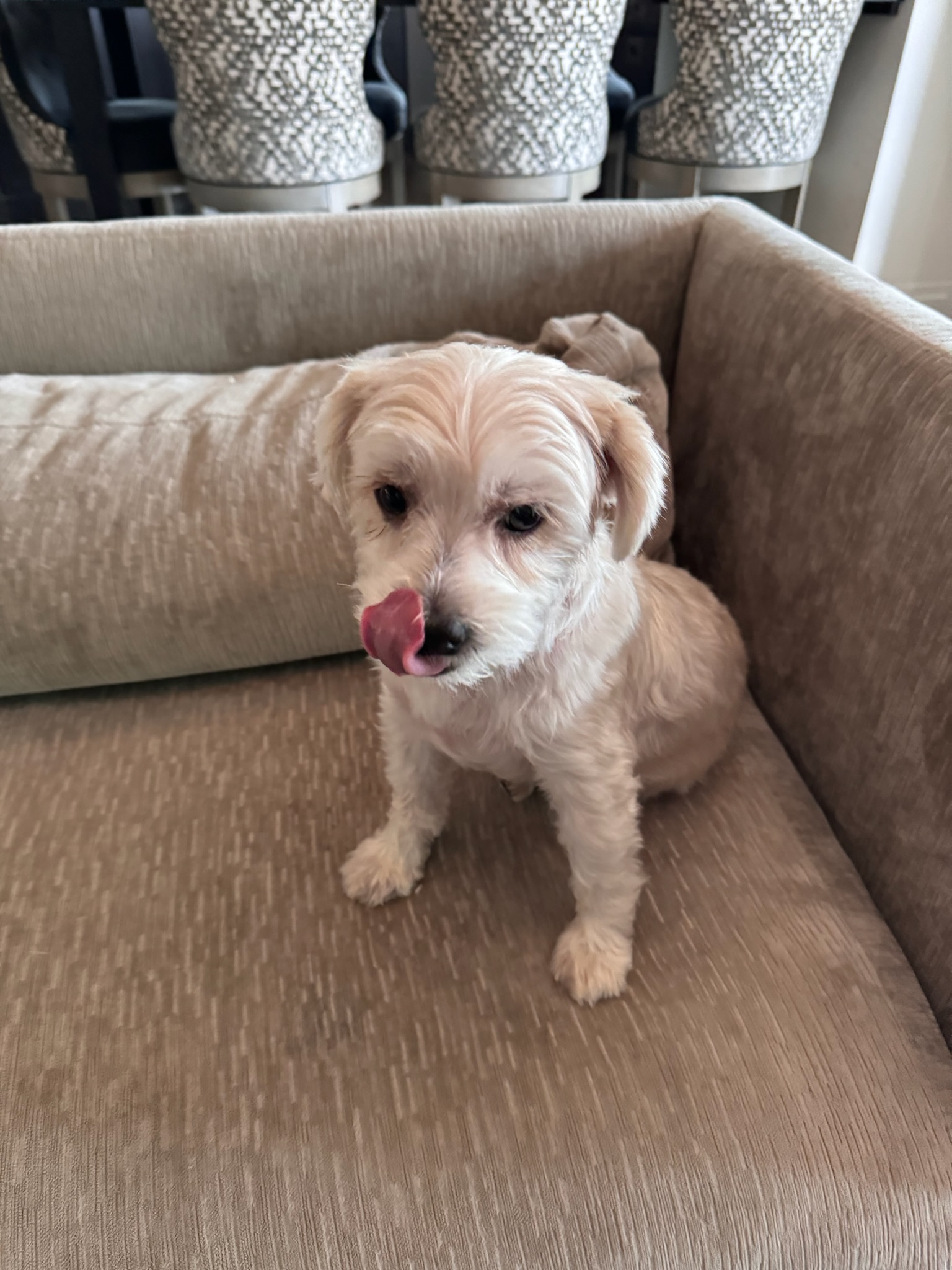 Enlarge Lulu and Gizmo, a Adoptable mixed breed in Sagaponack, NY image 5/6