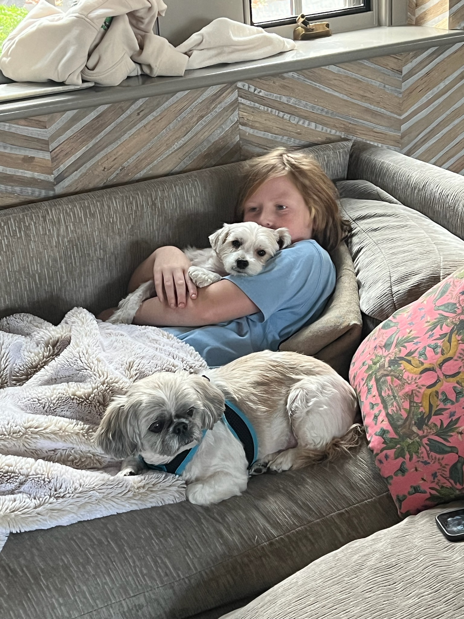 Enlarge Lulu and Gizmo, a Adoptable mixed breed in Sagaponack, NY image 6/6