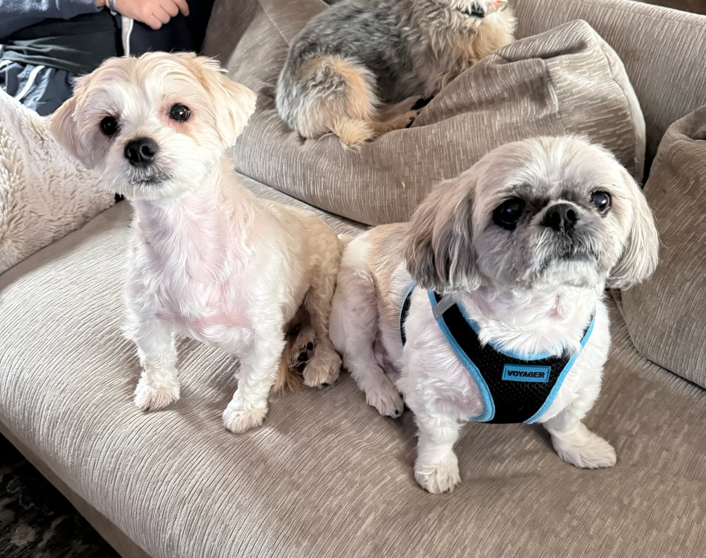 Lulu and Gizmo