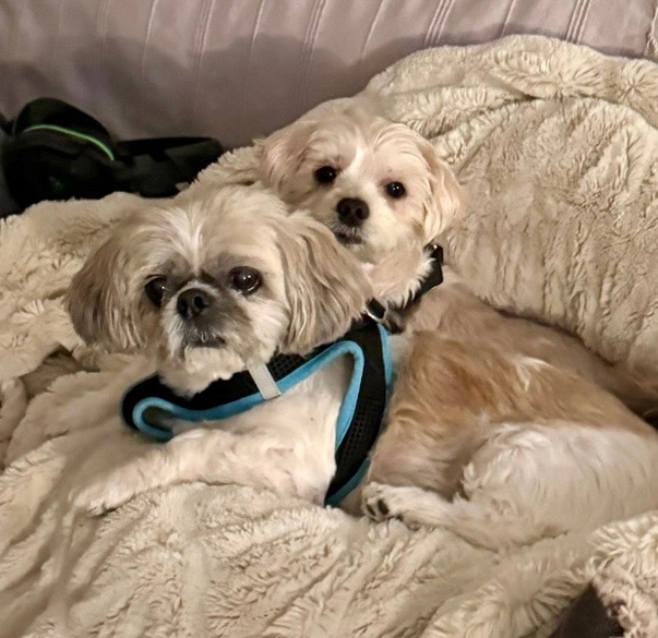 Enlarge Lulu and Gizmo, a Adoptable mixed breed in Sagaponack, NY image 1/6