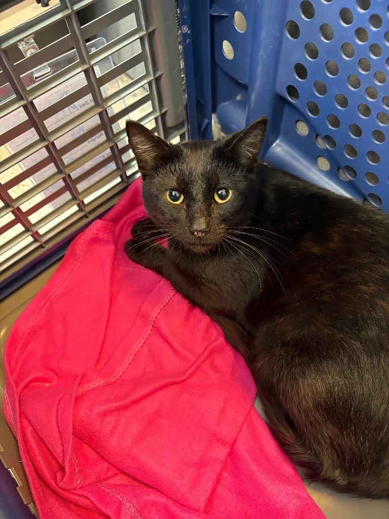 Enlarge Dunkin, a Adoptable mixed breed in Claremore, OK image 1/1