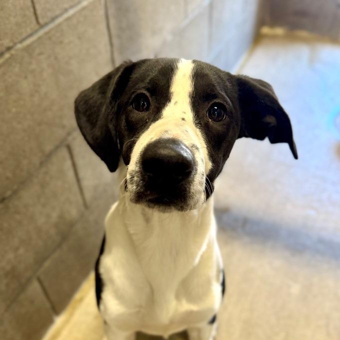 Diesel, Adoptable, Young Male Pointer & Mixed Breed.
