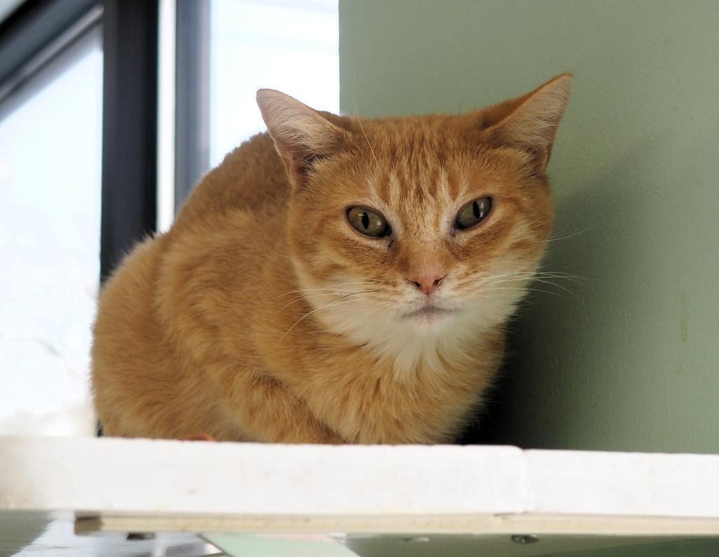 Enlarge Wednesday, a Adopted mixed breed in Saint Paul, MN image 1/6