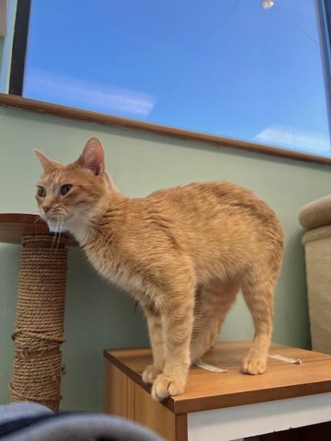 Enlarge Wednesday, a Adopted mixed breed in Saint Paul, MN image 2/6