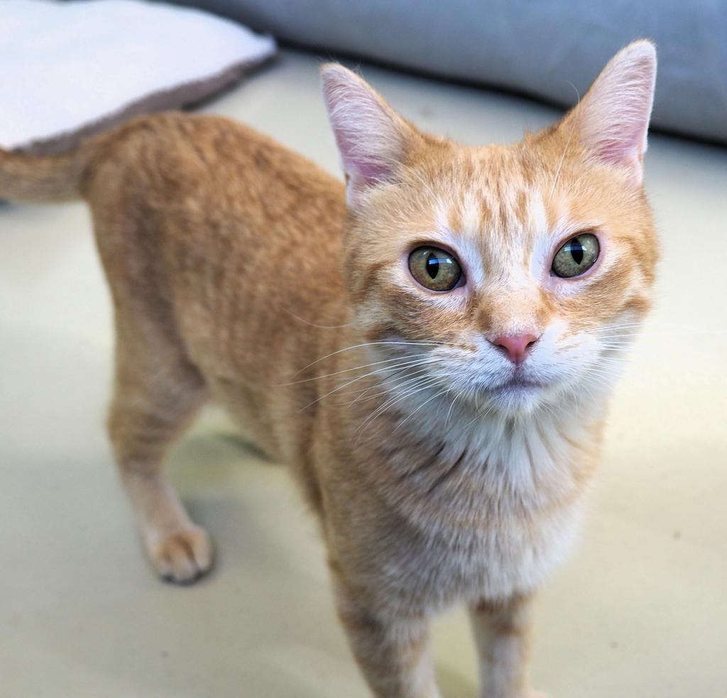 Enlarge Wednesday, a Adopted mixed breed in Saint Paul, MN image 3/6