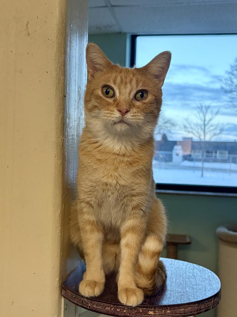 Enlarge Wednesday, a Adopted mixed breed in Saint Paul, MN image 4/6