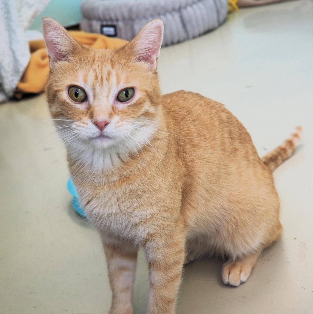 Enlarge Wednesday, a Adopted mixed breed in Saint Paul, MN image 5/6