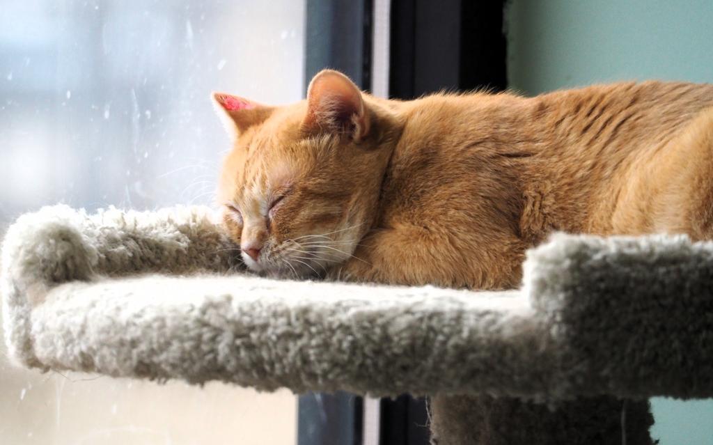 Enlarge Wednesday, a Adopted mixed breed in Saint Paul, MN image 6/6