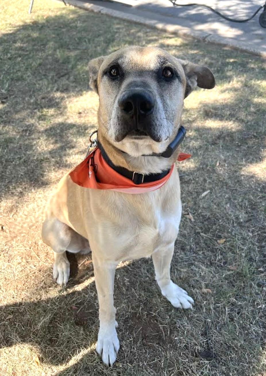 LARRY 436409 FosterHomeLIKESDogsKidsHousebroken.90PoundsOfLOVE!