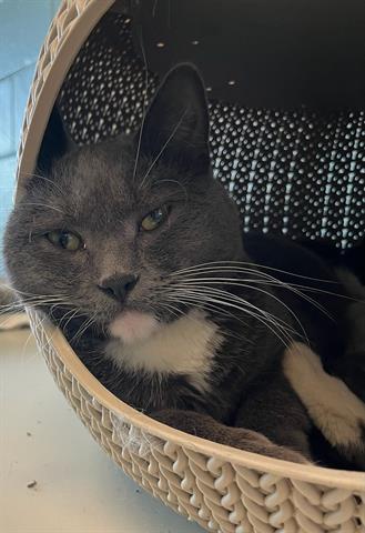 ELBRUS, Adoptable, Young Male Domestic Short Hair.