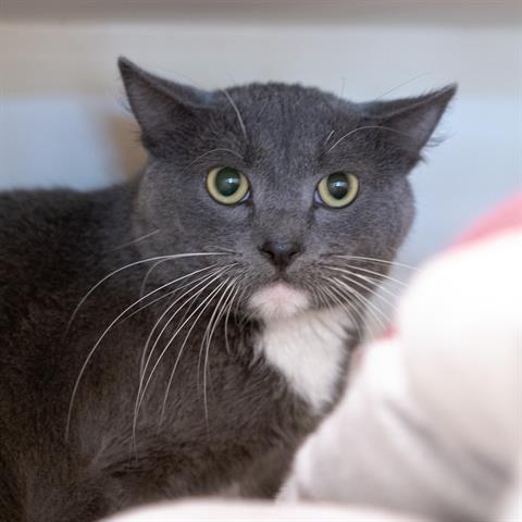 ELBRUS, Adoptable, Young Male Domestic Short Hair.