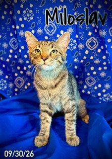 Enlarge Miloslav "Milo", a Adoptable Domestic Medium Hair in Pleasanton, TX image 1/3