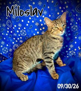 Enlarge Miloslav "Milo", a Adoptable Domestic Medium Hair in Pleasanton, TX image 2/3