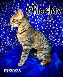 Enlarge Miloslav "Milo", a Adoptable Domestic Medium Hair in Pleasanton, TX image 3/3
