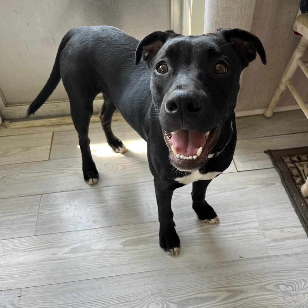 Astro K13, Adoptable, Young Male Mixed Breed.